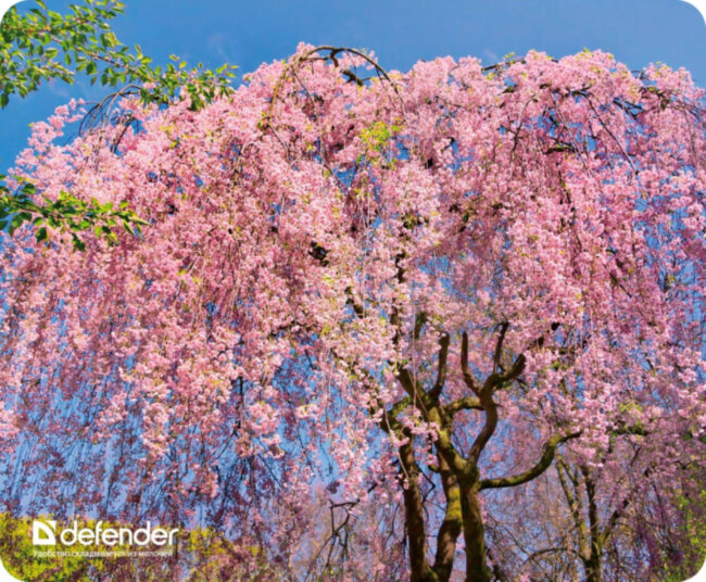 Defender Коврик для компьютерной мыши Silk Pad Nature 230x190x1.6 мм, 10 видов Defender Silk Pad Nature